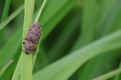 <i>Agrypnus murinus</i>