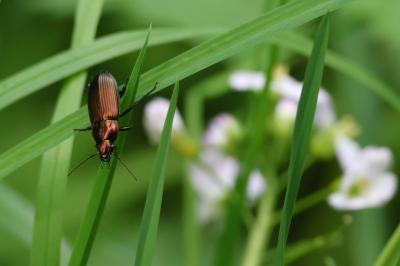 <i>Poecilus cupreus</i>