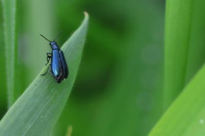 <i>Dasytes caeruleus</i>