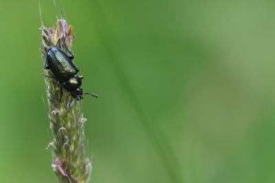 <i>Platycerus caraboides</i>