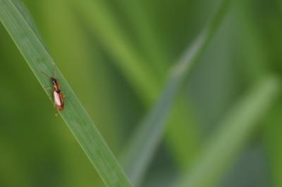 <i>Demetrias atricapillus</i>