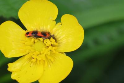 <i>Trichodes alvearius</i>