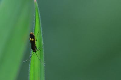 <i>Malthodes</i>