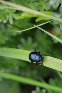 <i>Timarcha goettingensis</i>