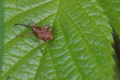 <i>Curculio glandium</i>
