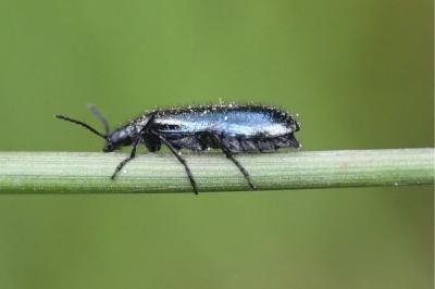 <i>Dasytes caeruleus</i>