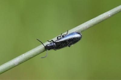 <i>Dasytes caeruleus</i>