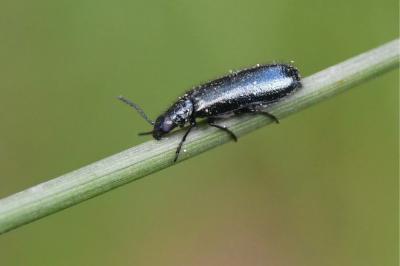 <i>Dasytes caeruleus</i>