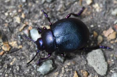 <i>Timarcha goettingensis</i>