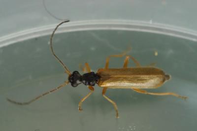 <i>Rhagonycha lignosa</i>