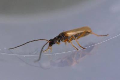 <i>Rhagonycha lignosa</i>