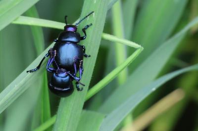 <i>Timarcha goettingensis</i>