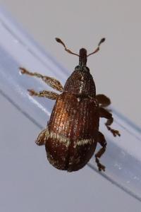 <i>Bradybatus fallax</i>