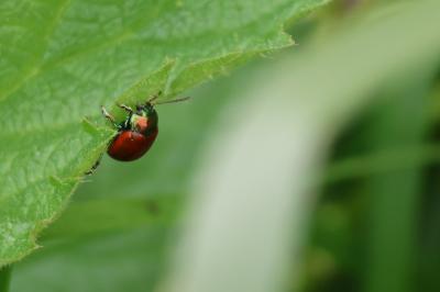 <i>Chrysolina polita</i>