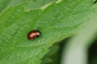 <i>Chrysolina polita</i>