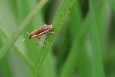 <i>Lixus ochraceus</i>