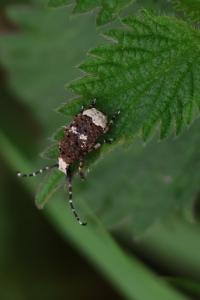 <i>Platystomos albinus</i>