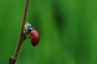 <i>Chrysomela populi</i>