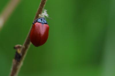 <i>Chrysomela populi</i>