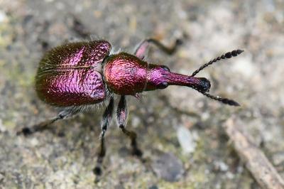 <i>Rhynchites auratus</i>
