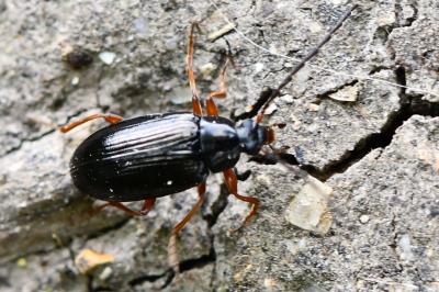 <i>Gonodera luperus</i>