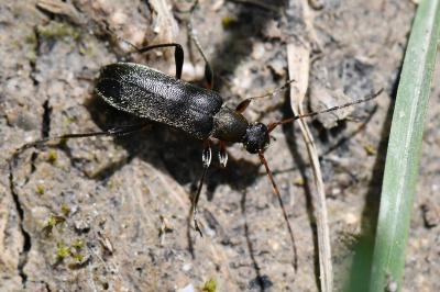 <i>Grammoptera ruficornis</i>