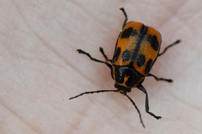 <i>Cryptocephalus sexpunctatus</i>
