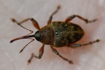 <i>Curculio glandium</i>