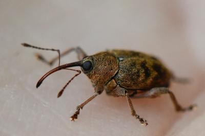 <i>Curculio glandium</i>