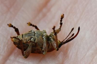 <i>Curculio glandium</i>