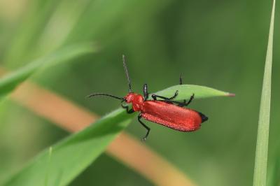 <i>Pyrochroa serraticornis</i>