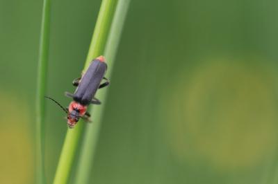 Cantharis fusca
