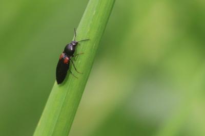 <i>Calambus bipustulatus</i>