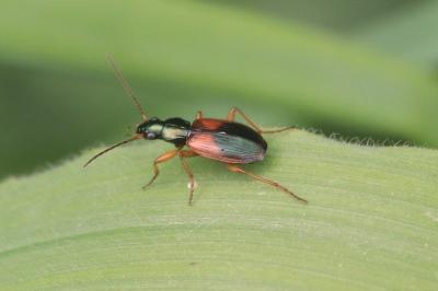 <i>Anchomenus dorsalis</i>