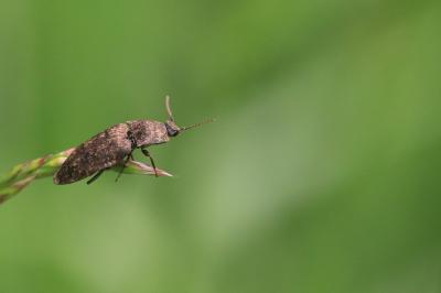 <i>Agrypnus murinus</i>