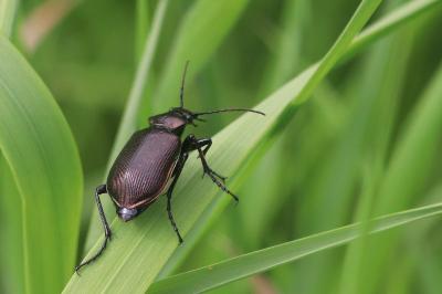 <i>Calosoma inquisitor</i>