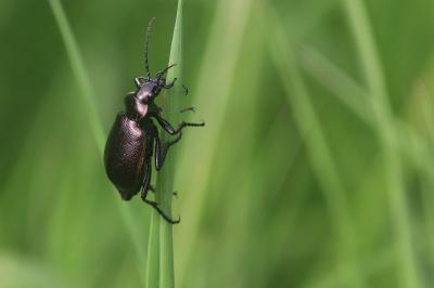 <i>Calosoma inquisitor</i>