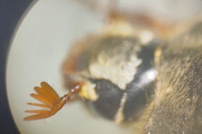 <i>Melolontha melolontha</i>