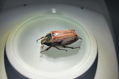 <i>Melolontha melolontha</i>