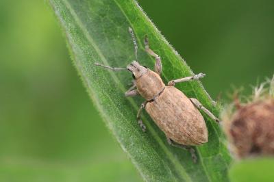 <i>Tanymecus palliatus</i>