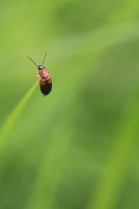 <i>Stenolophus teutonus</i>