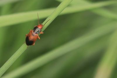 <i>Diachromus germanus</i>