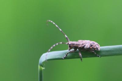 <i>Mesosa nebulosa</i>