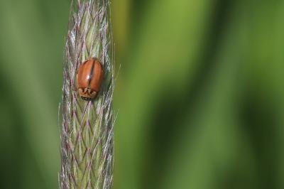 <i>Aphidecta obliterata</i>