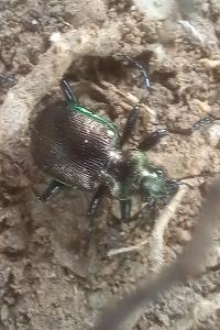 <i>Calosoma inquisitor</i>