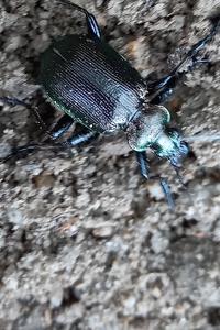 <i>Calosoma inquisitor</i>