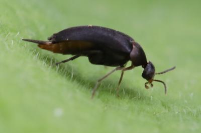 <i>Mordellochroa abdominalis</i>