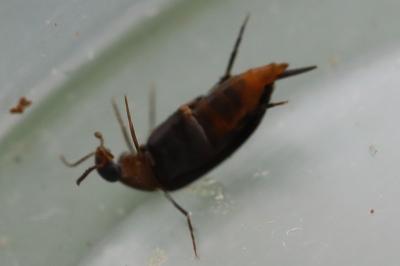 <i>Mordellochroa abdominalis</i>