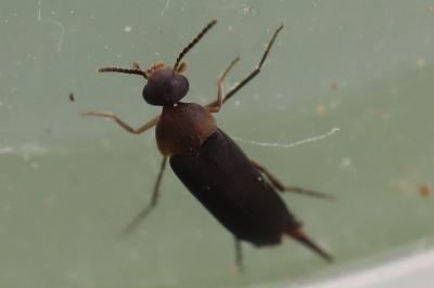 <i>Mordellochroa abdominalis</i>