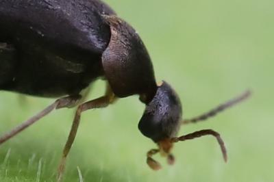 <i>Mordellochroa abdominalis</i>